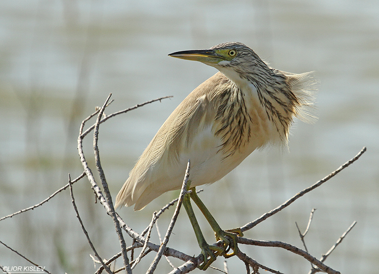 Squacco Heron  Ardeola ralloides  ,Nahsholim , Carmel coast ,March  2012 ,Lior Kislev